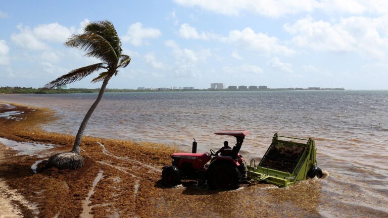 Seaweed Solutions: The Promising Role of Seaweed in the Caribbean in 2023